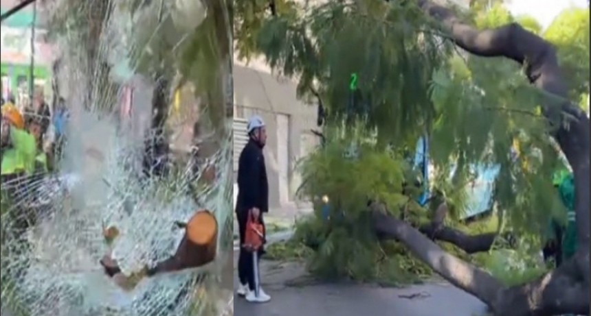 Árbol cae sobre colectivo durante ráfagas de viento