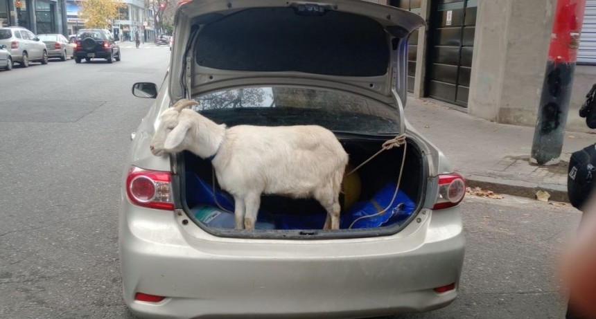 Demoran a un conductor por llevar un chivo atado en el baúl del auto