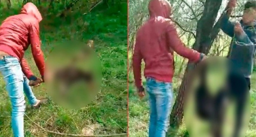 Un joven fue condenado a prisión condicional por provocar la muerte de un perro