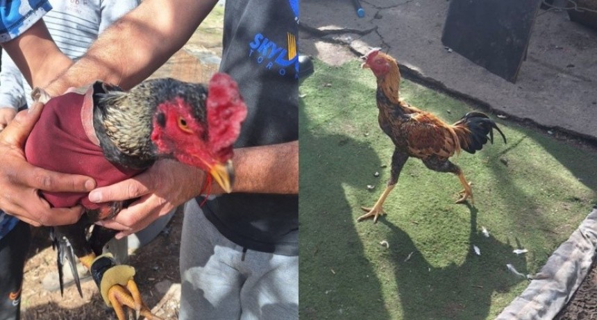 Desbaratan en Villa Gobernador Gálvez una reunión clandestina con gallos de riña y 13 detenidos