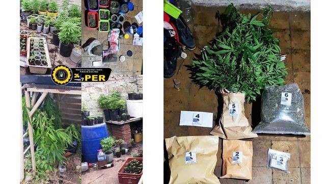 Paraná: Lo detienen por violencia de género y le descubren en su casa un invernadero de marihuana con 174 plantas