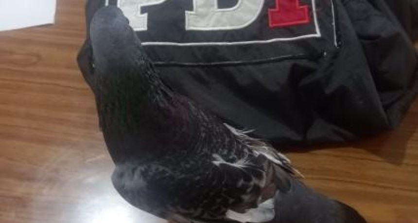 Atraparon a una paloma que transportaba marihuana en la cárcel de Coronda