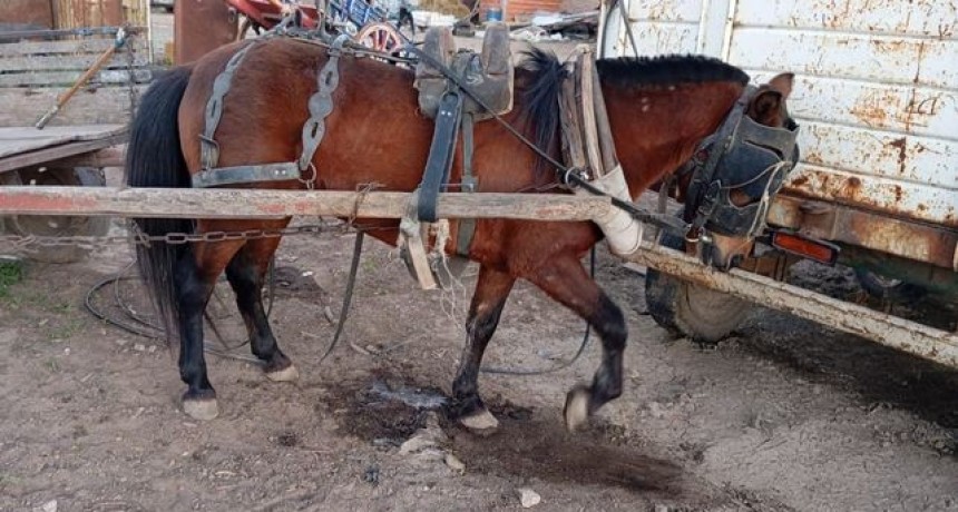 Ocho detenidos en Nuevo Alberdi por maltrato animal y apuestas con caballos