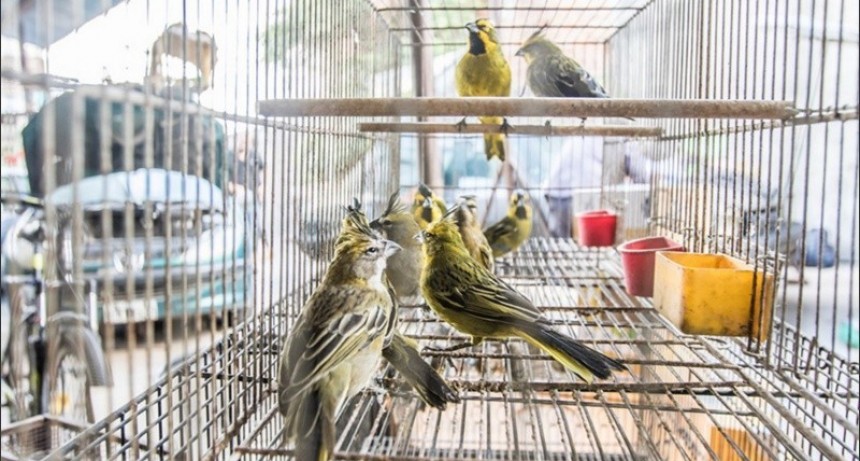 Procesaron a dos hombres por traficar aves protegidas a través de redes sociales