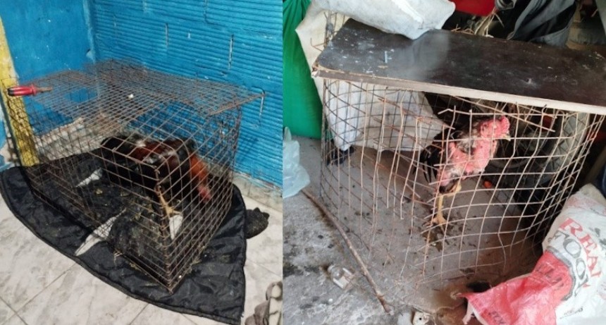 Desarticularon una red de riña de gallos y apuestas ilegales en Villa Gobernador Gálvez: 14 detenidos y 11 aves rescatadas