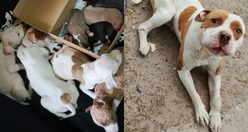 Detuvieron a una mujer por amenazar a su madre y rescataron 13 perros en mal estado